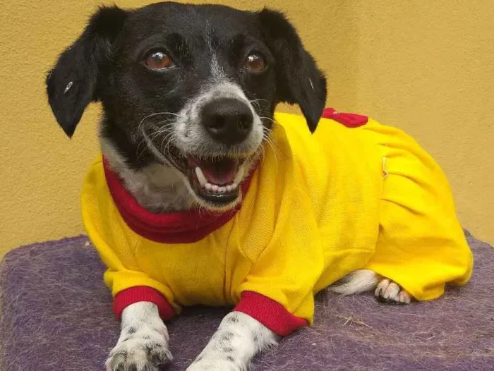 Cachorro ra a SRD idade 3 anos nome Dedê