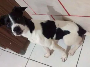 Cachorro raça SRD idade 7 a 11 meses nome Pintada