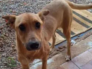 Cachorro raça Rnd idade 2 anos nome ....
