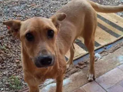 Cachorro raça Rnd idade 2 anos nome ....