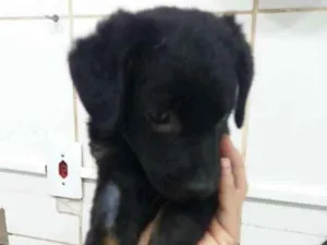 Cachorro raça SRD idade 2 a 6 meses nome Fafora