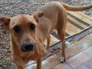 Cachorro raça Rnd idade 2 anos nome ....