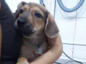 Cachorro raça SRD idade 2 a 6 meses nome Pacçoca
