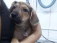 Pacçoca