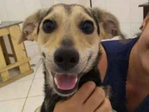 Cachorro raça SRD idade 2 anos nome Nina