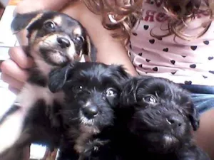 Cachorro raça  idade Abaixo de 2 meses nome Sem nome 