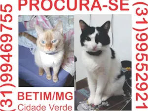 Gato raça SRD idade 3 anos nome Olaf e Millie