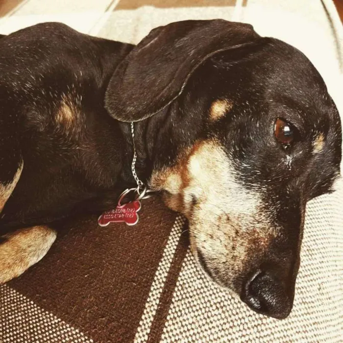 Cachorro ra a Dashund idade 6 ou mais anos nome Neguinha