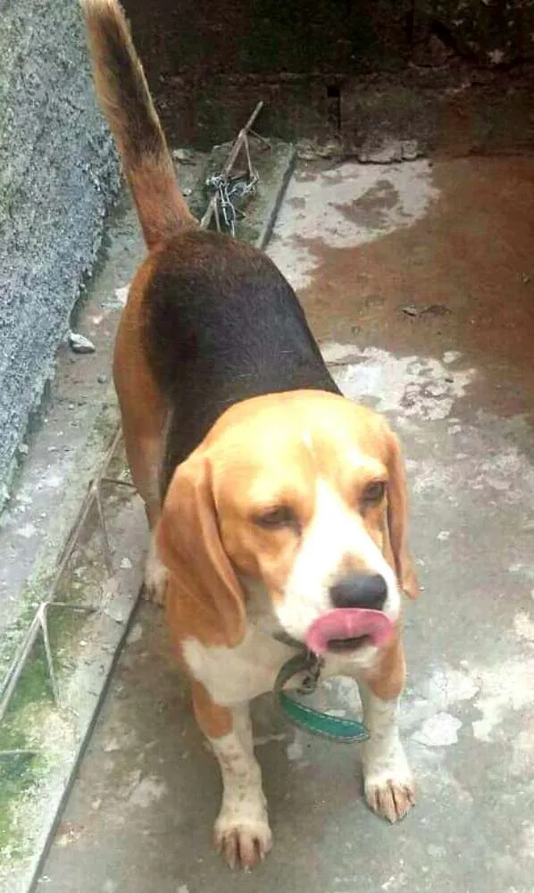 Cachorro ra a Beagle  idade 3 anos nome Spike 