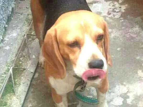 Cachorro ra a Beagle  idade 3 anos nome Spike 