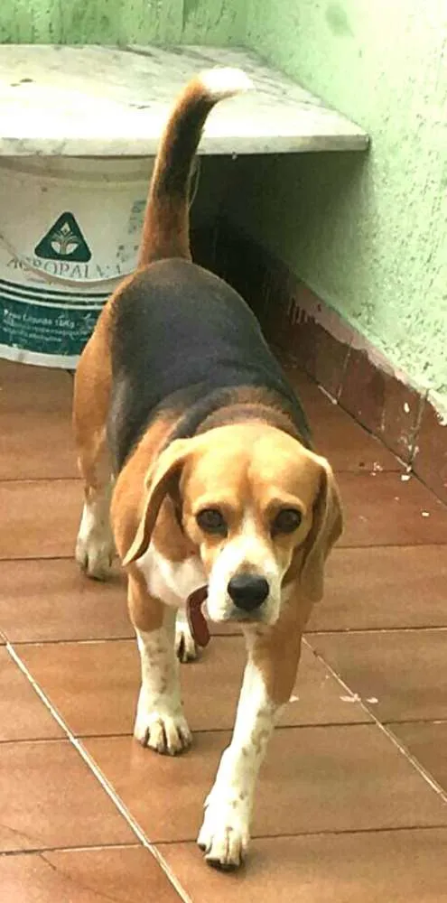 Cachorro ra a Beagle  idade 3 anos nome Spike 