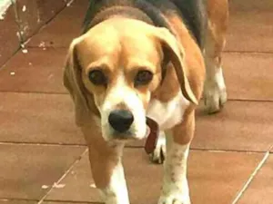 Cachorro raça Beagle  idade 3 anos nome Spike 