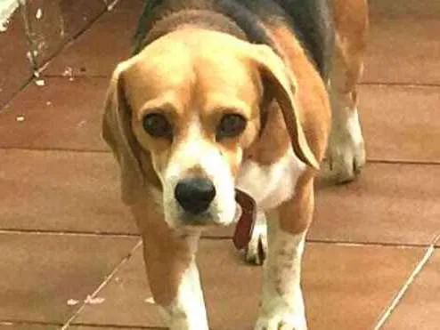 Cachorro ra a Beagle  idade 3 anos nome Spike 