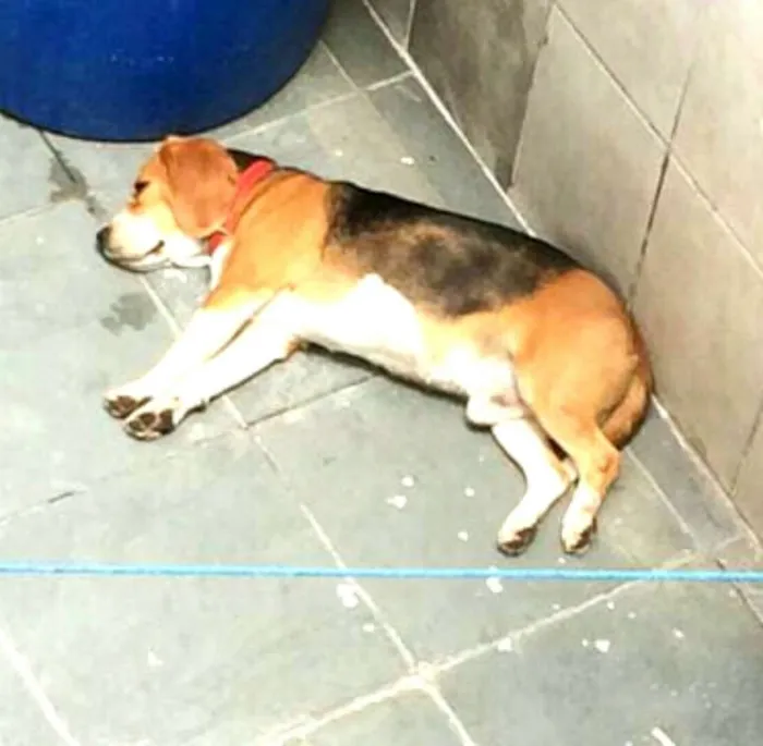 Cachorro ra a Beagle  idade 3 anos nome Spike 