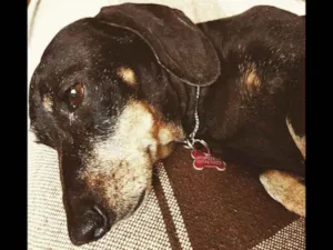 Cachorro raça Dashund idade 6 ou mais anos nome Neguinha