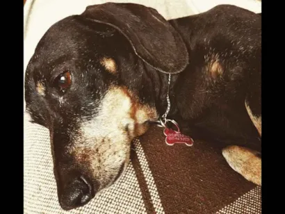 Cachorro raça Dashund idade 6 ou mais anos nome Neguinha