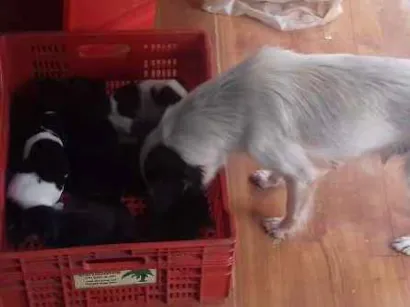 Cachorro raça sem raça definida idade Abaixo de 2 meses nome filhotes 