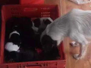 Cachorro raça sem raça definida idade Abaixo de 2 meses nome filhotes 