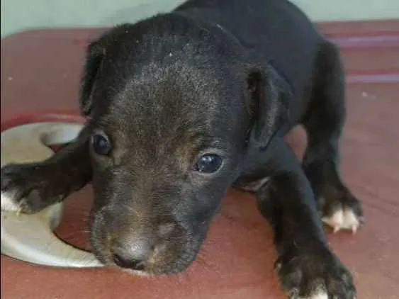 Cachorro ra a Não definida idade 2 a 6 meses nome Definir