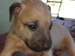 Cachorro raça Raça não definida idade 2 a 6 meses nome Definir