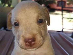Cachorro raça Não definida idade 2 a 6 meses nome Definir