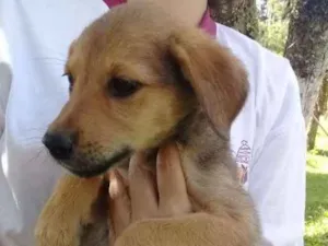Cachorro raça SRD idade 2 a 6 meses nome Ninhada
