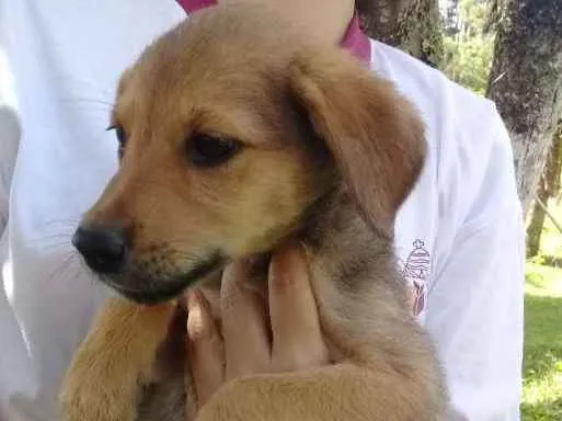 Cachorro ra a SRD idade 2 a 6 meses nome Ninhada