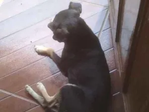 Cachorro raça Pinther idade 2 a 6 meses nome Boby