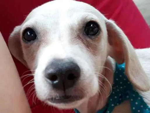 Cachorro ra a Fox paulistinha idade 2 a 6 meses nome Sem nome