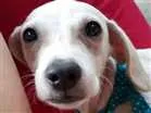Cachorro raça Fox paulistinha idade 2 a 6 meses nome Sem nome
