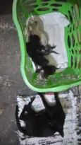 Família de gatinhos