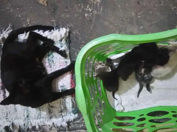 Gato ra a  idade Abaixo de 2 meses nome Família de gatinhos 