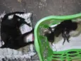 Família de gatinhos