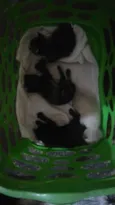 Família de gatinhos