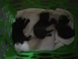 Família de gatinhos