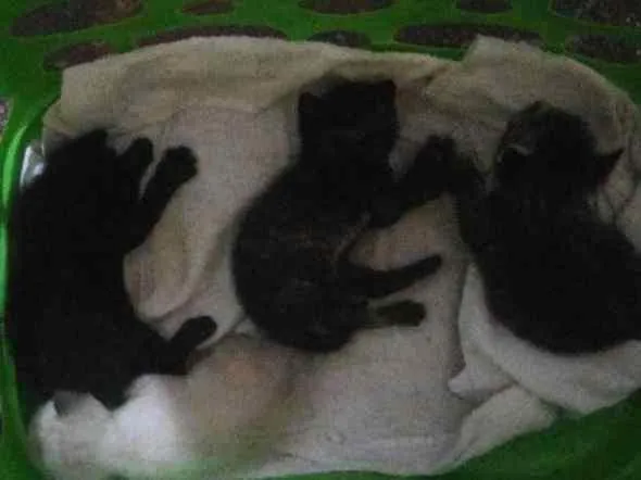 Gato ra a  idade Abaixo de 2 meses nome Família de gatinhos 