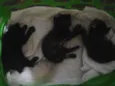 Família de gatinhos