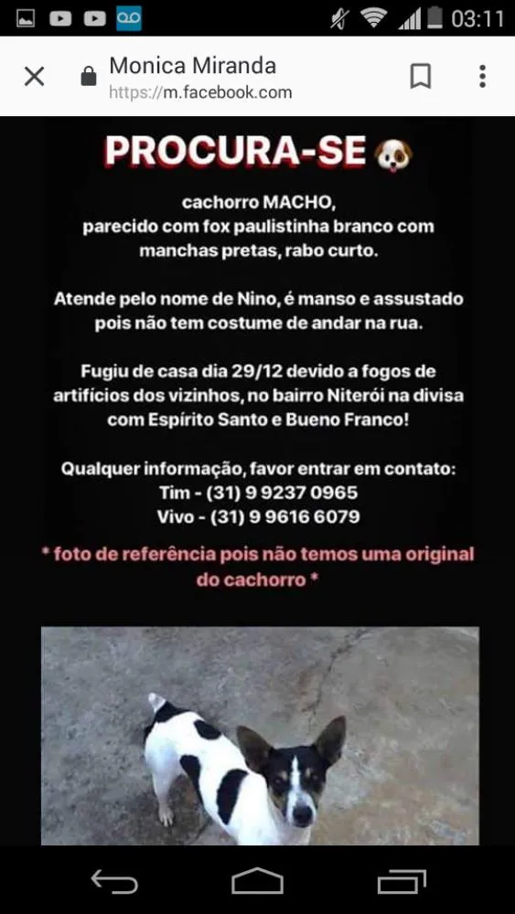 Cachorro ra a Paulistinha idade 2 anos nome Nino