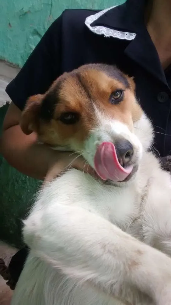 Cachorro ra a Raça indefinida idade 1 ano nome Bob