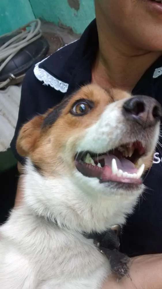 Cachorro ra a Raça indefinida idade 1 ano nome Bob