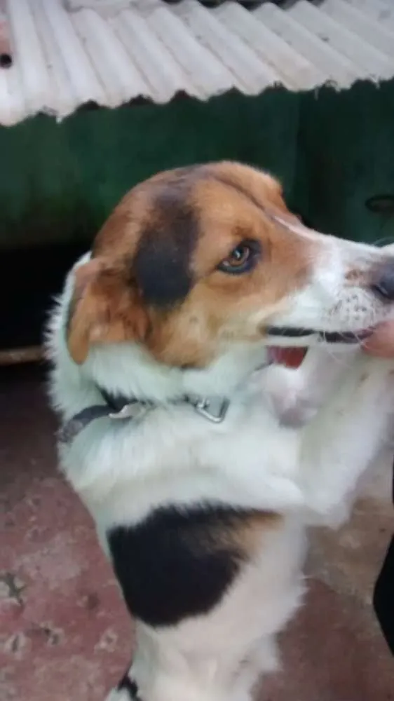 Cachorro ra a Raça indefinida idade 1 ano nome Bob