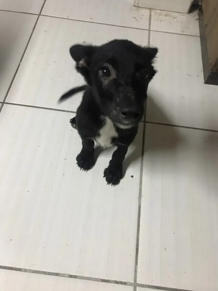 Cachorro raça Desconhecida idade 2 a 6 meses nome Nao tem nome