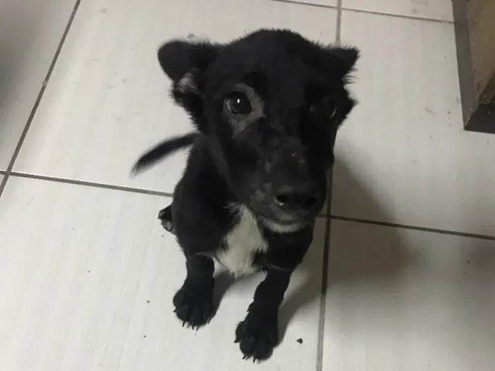 Cachorro raça Desconhecida idade 2 a 6 meses nome Nao tem nome