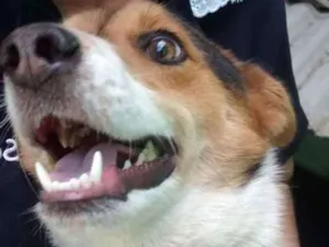 Cachorro raça Raça indefinida idade 1 ano nome Bob