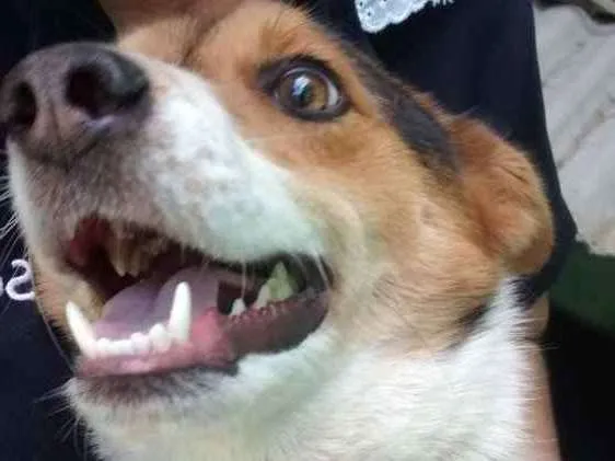 Cachorro ra a Raça indefinida idade 1 ano nome Bob