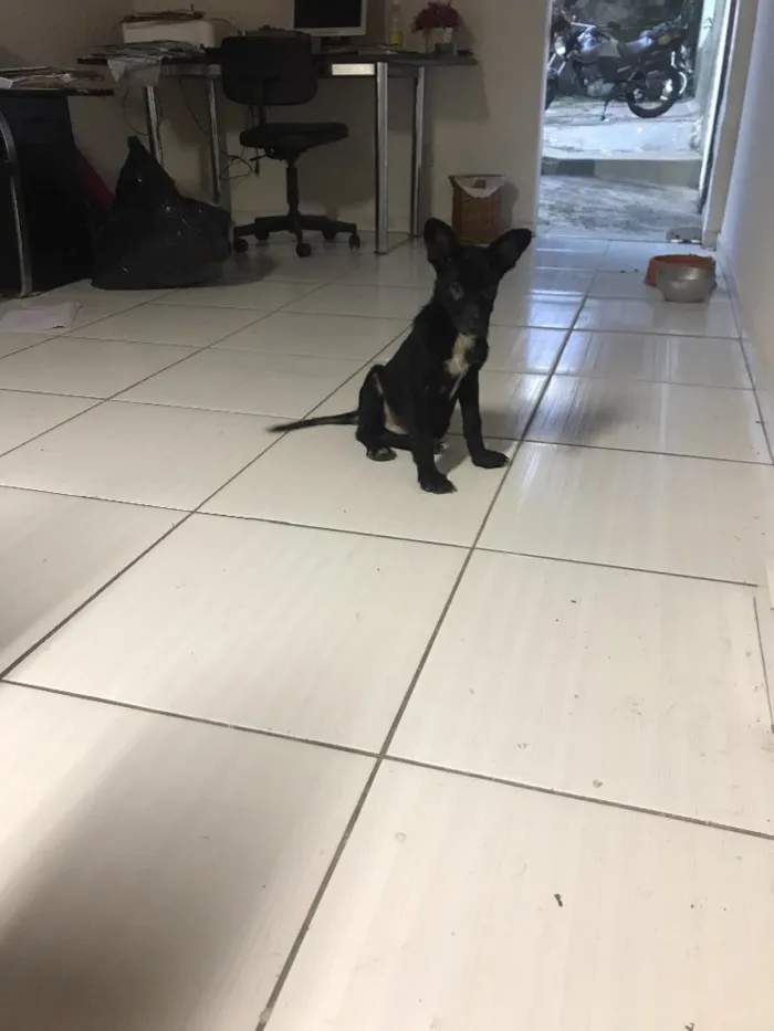 Cachorro raça Desconhecida idade 2 a 6 meses nome Nao tem nome
