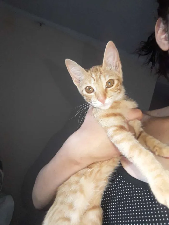 Gato ra a sem raça  idade 2 a 6 meses nome Sem nome