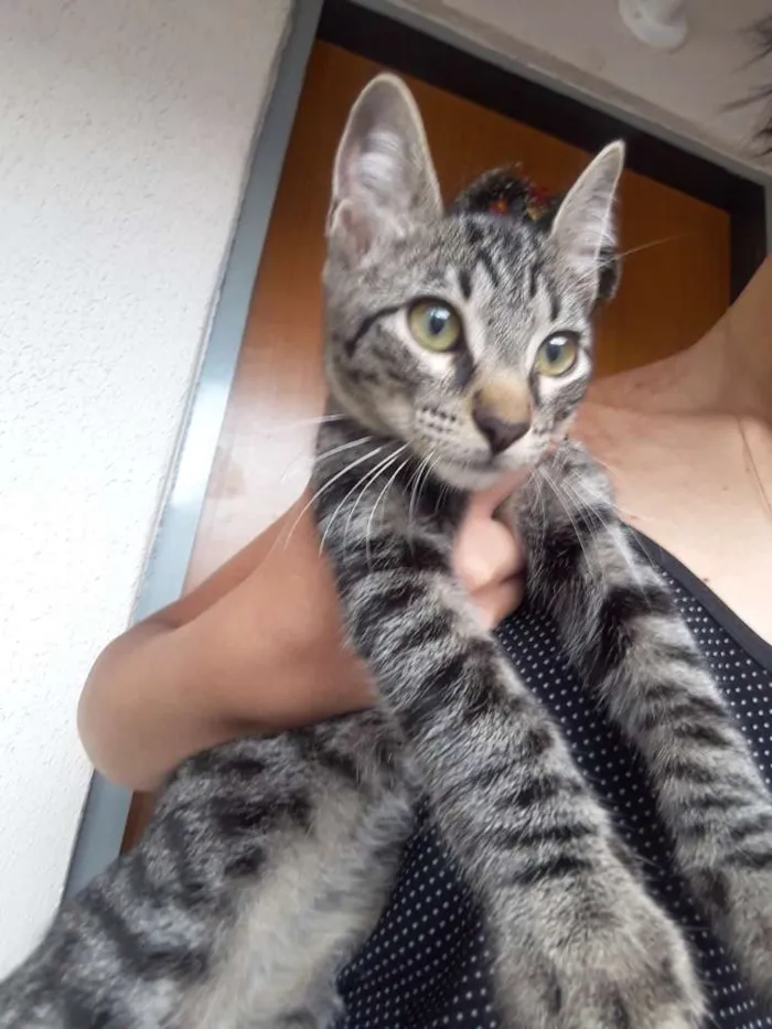 Gato ra a sem raça  idade 2 a 6 meses nome Sem nome
