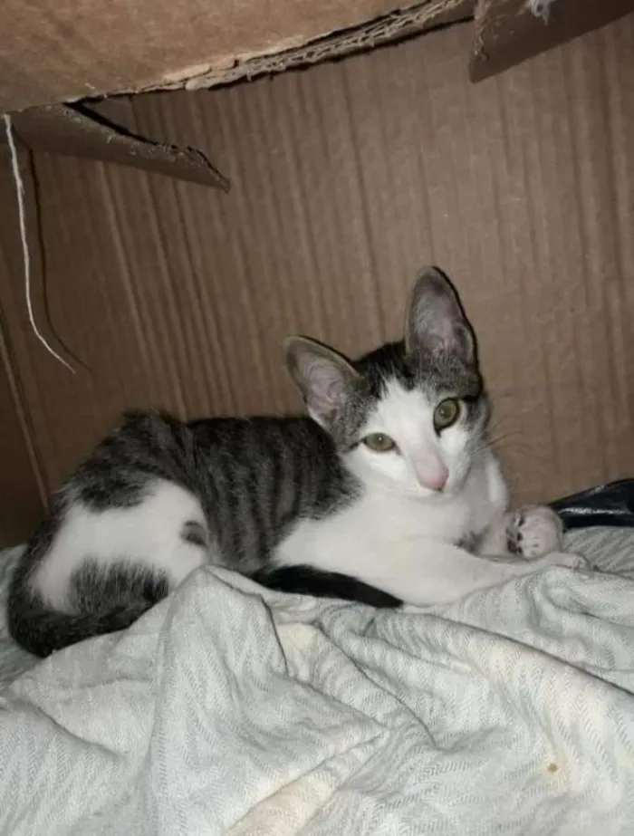 Gato ra a sem raça  idade 2 a 6 meses nome Sem nome