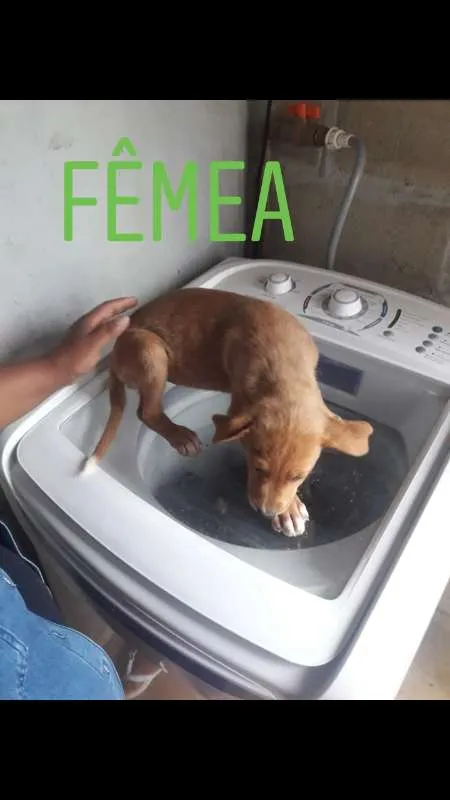 Cachorro ra a indefinida idade 2 a 6 meses nome sem nome